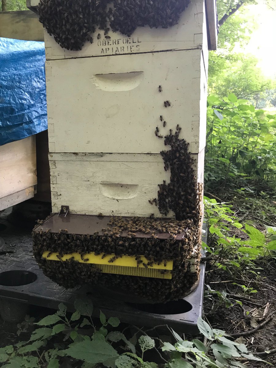 RyanDol33148299's tweet photo. Hot weather has the bees hanging outside the hive to regulate heat! https://t.co/5U5q4Khwl6
