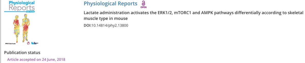 First PhD paper accepted! 😁💪🏻
“Lactate administration activates the ERK1/2, mTORC1 and AMPK pathways differentially according to skeletal muscle type in mouse”. Great experience with @MuscleBiology and @tejensen23 
#PhysReports #PhD #Lactate #Signaling #SkeletalMuscle