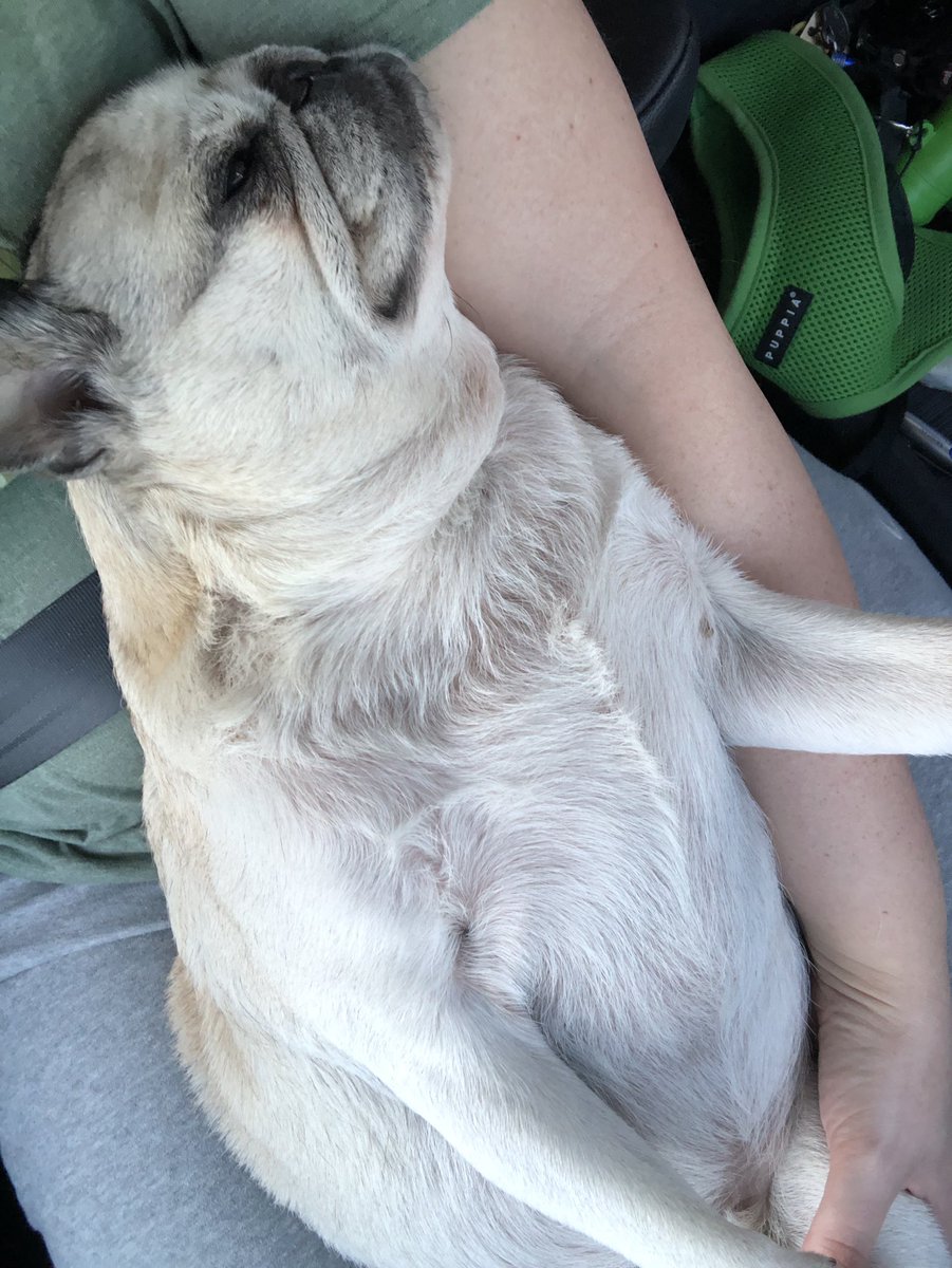 CharlestonPug's tweet photo. Sorry I have not tweeted in a while, guys. I’ve been real sick and now am having some troubles walking. I’m headed to the vet with mama. Thanks for the loves, my good friends. https://t.co/KAoRtCjSTn