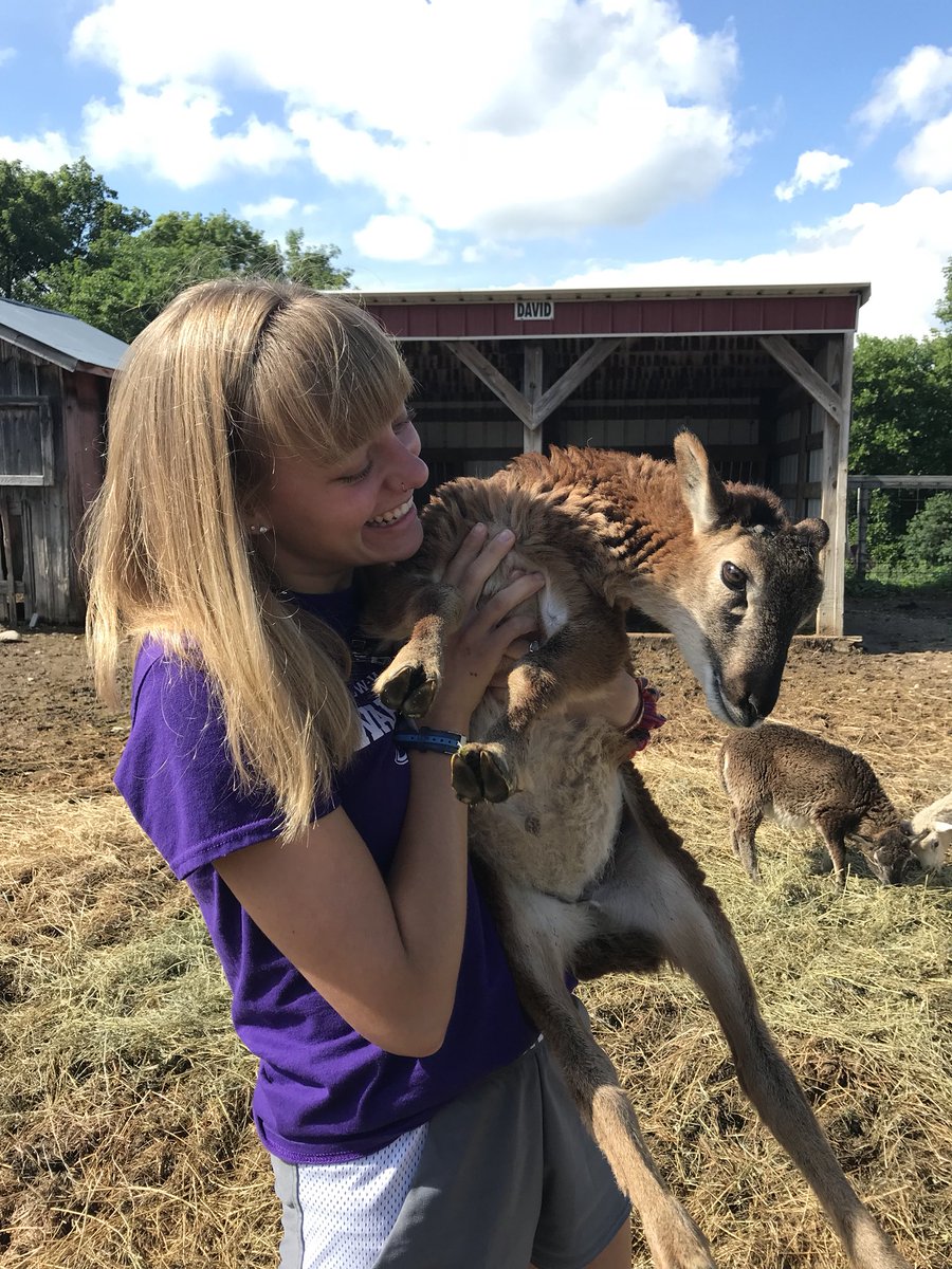 anna_thompson34's tweet photo. caught lil lamb boi (he wasn’t a fan) https://t.co/XDt53PFkMh