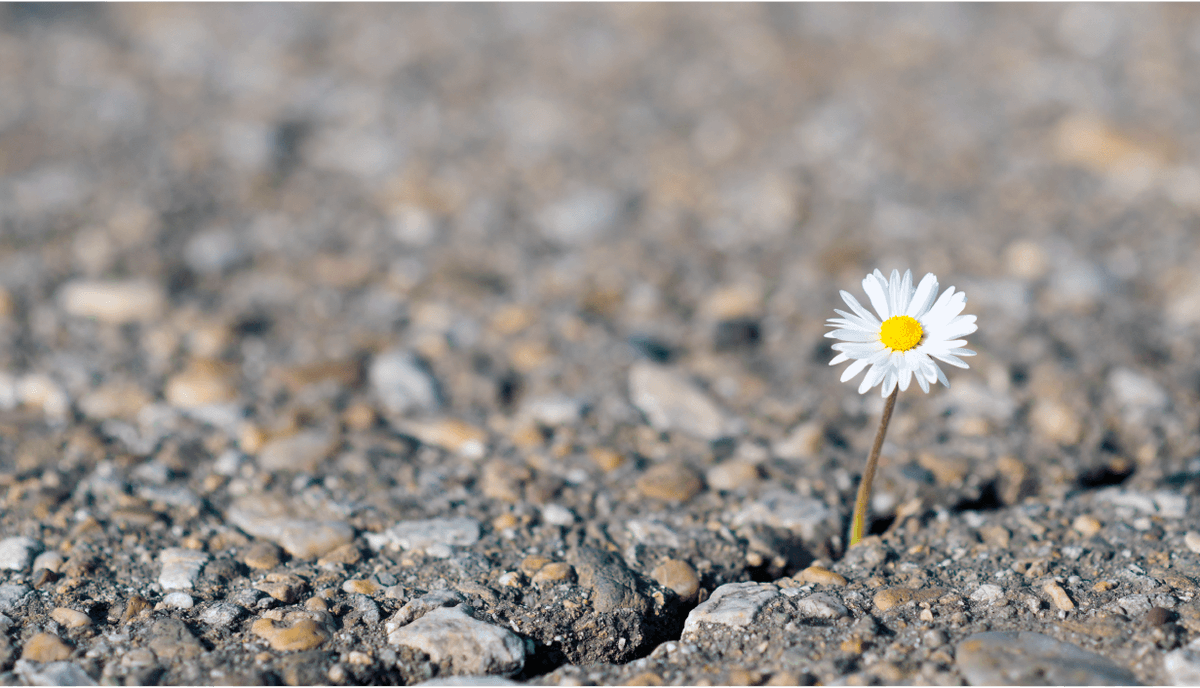 cvent's tweet image. The Struggle: Breaking through concrete to get to sunlight. #EventProf struggle: Breaking through event noise to gauge attendee engagement. bit.ly/2MDhL4O #eventtech #AutomationEvolution