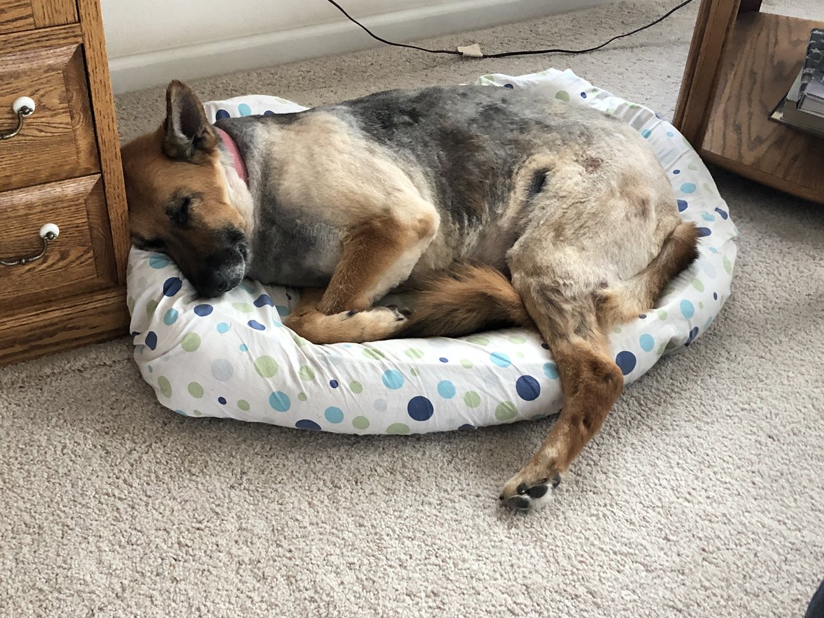 CitizenJD's tweet image. A much needed nap after the groomers #SummerDog