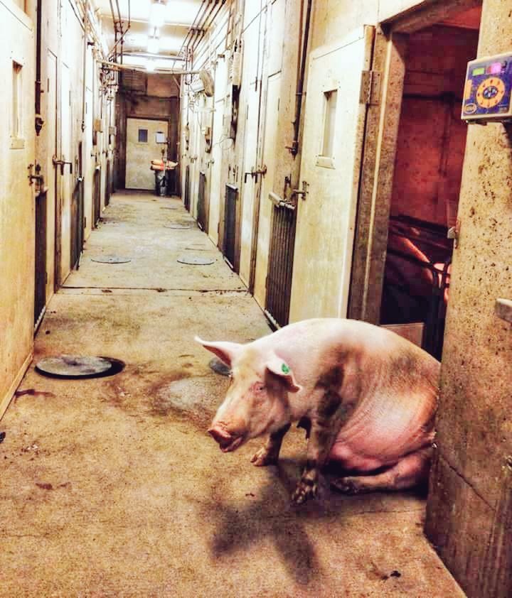 sentimosxigual's tweet photo. Algún día miraremos atrás, veremos este tipo de imágenes, y nos preguntaremos cómo pudimos ser capaces de participar en el holocausto animal. https://t.co/1FVKAhtqsg