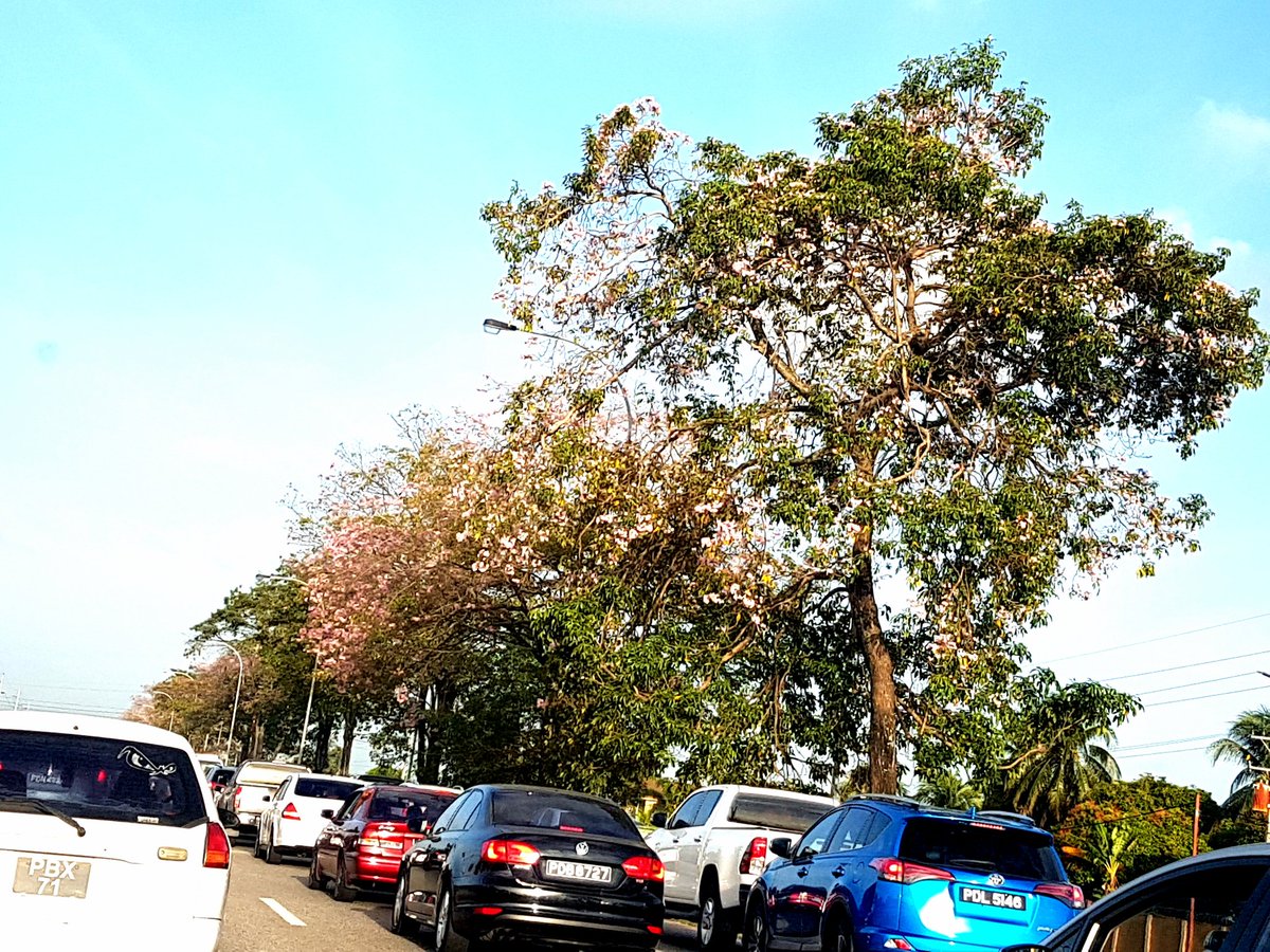 Dr. Sai Sapna Anmolsingh tweet media