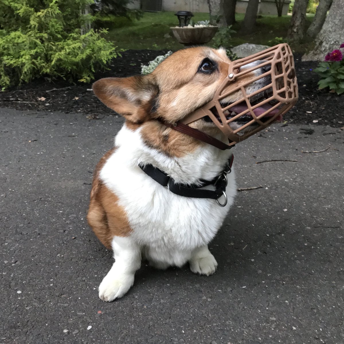 corgi muzzle