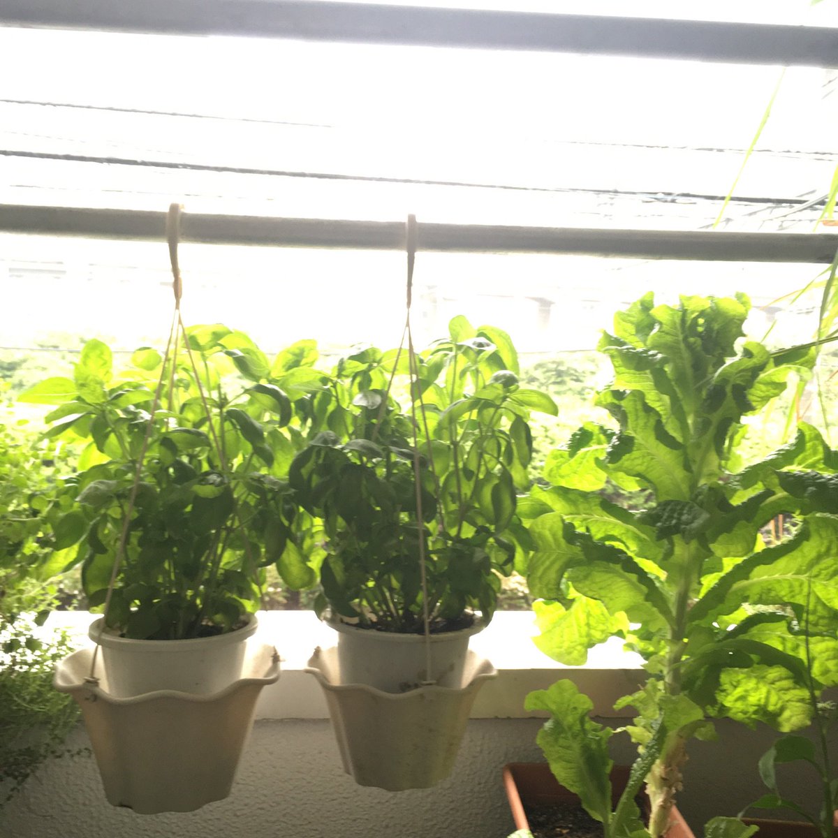 しいら 今年は暑いから半日陰のベランダでも植物がよく育つ 左の森はバジル 右にそびえ立ってるのはレタス 葉物野菜とハーブに困らないのは本当に助かる しいら 今年は暑いから半日陰のベランダでも植物がよく育つ 左の森はバジル 右にそびえ立ってるのはレタス 葉物野菜とハーブに困らないのは本当に助かる