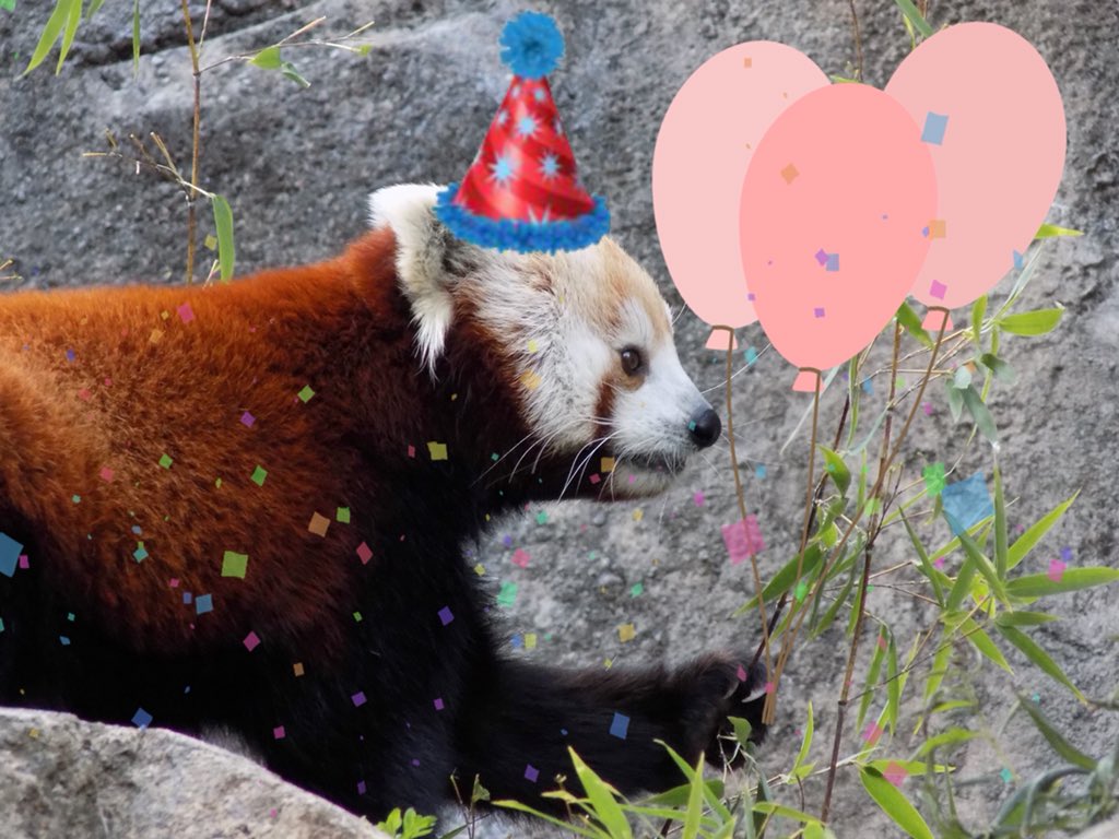 Birthday Red Panda