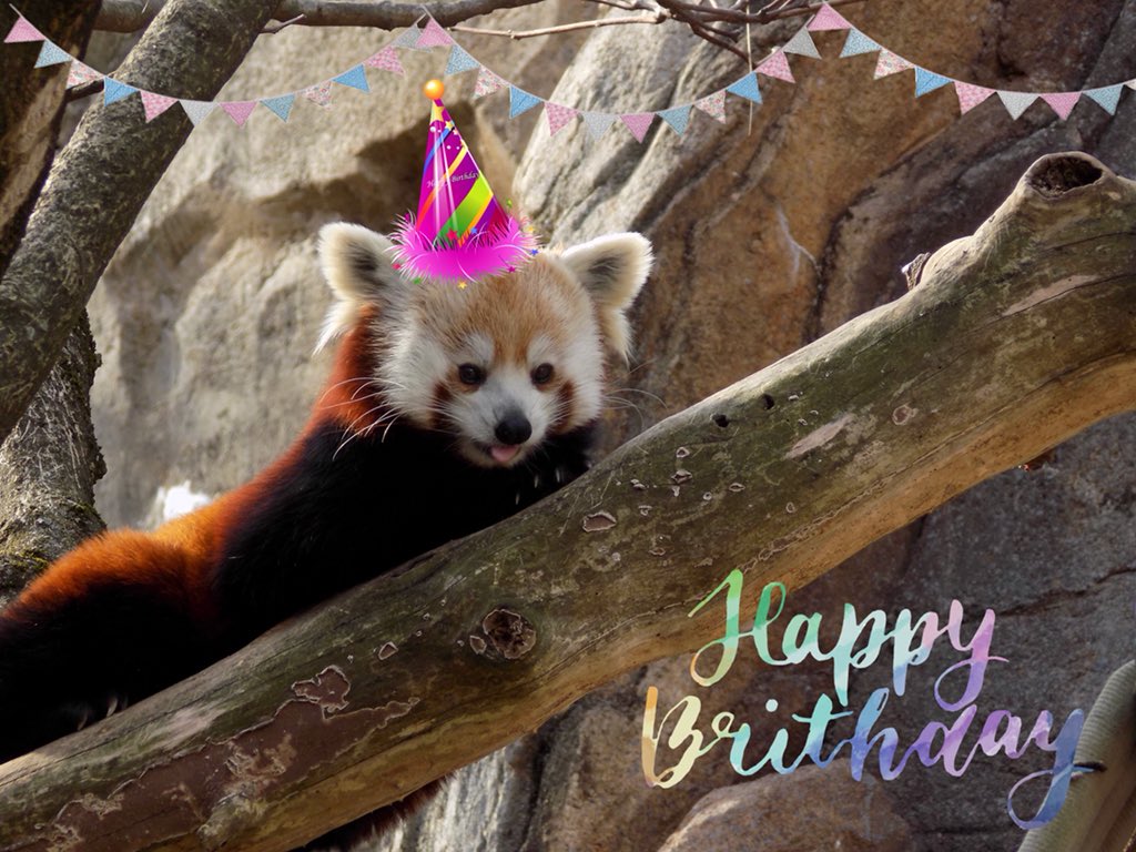 Birthday Red Panda