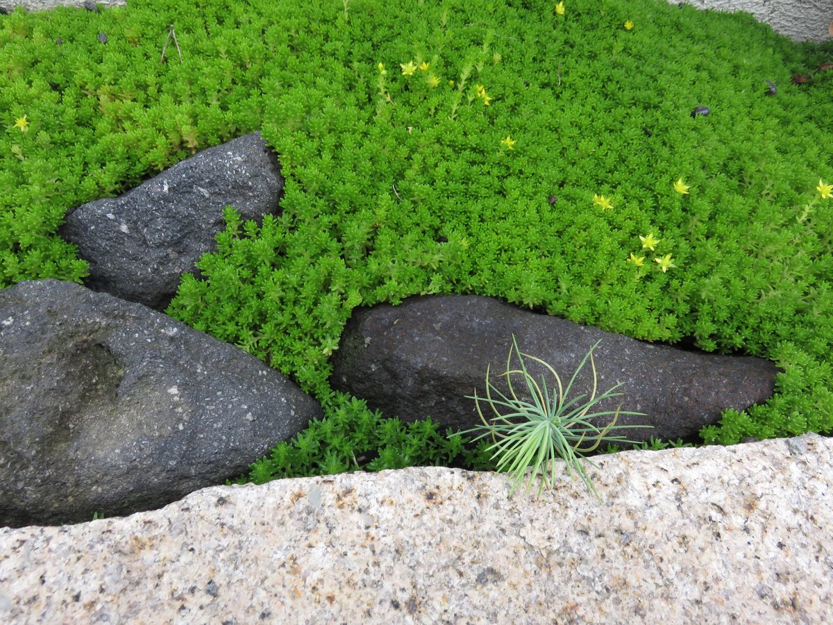 Avainsana モリムラマンネングサ Twitterissa