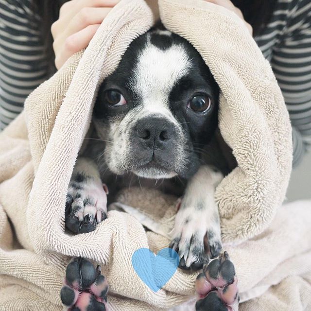 Guess who kicked and smeared her own poo all over the place and had to get a bath pronto 💩🙈🤢🛀😭 #WhyYouGottaBeGermaphobicMom #IDontDeserveThis .
.
.
#badassbostons #bostonterriercult #bostonterriersofinstagram #bostonterriersforever #thebostonterrierlove #thewoofdaily #aw…