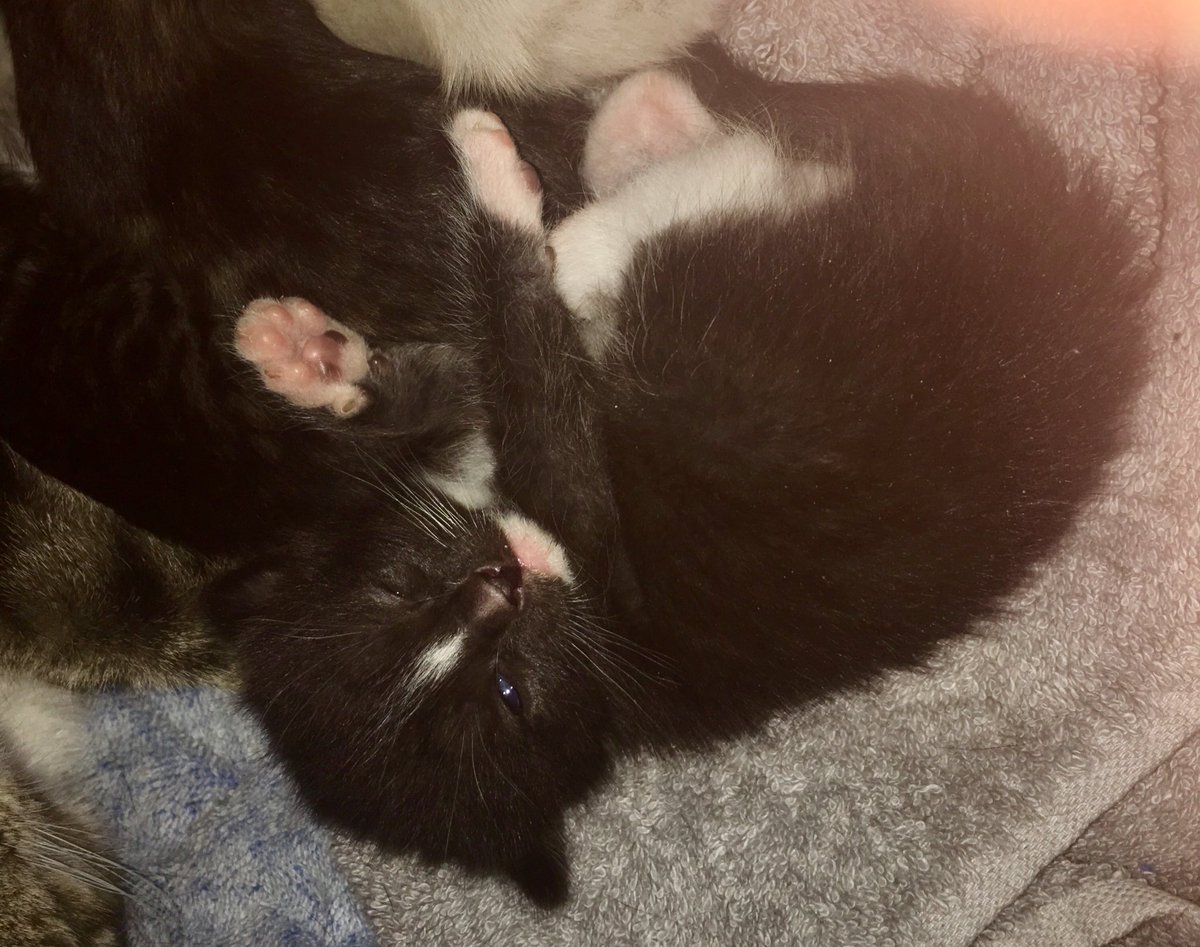 tddonnan's tweet photo. I’m getting a kitten and I’m so damn excited about it!! https://t.co/LJ0FGI0BZe