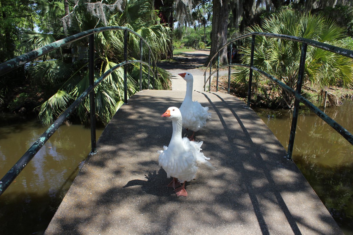 happenstance98's tweet photo. Going through some old photos...this may be my favorite series of shots I've ever taken. City Park, New Orleans, LA 4/3/2017. #geeseattack https://t.co/dLeQ9oDgLr