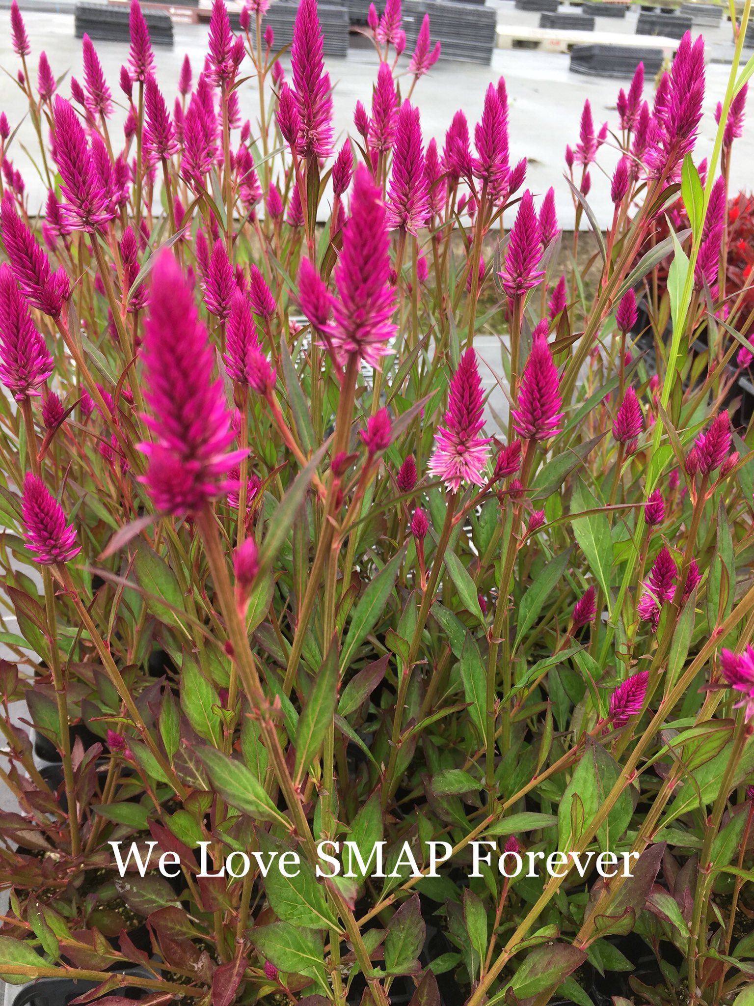 みごう おはようございます 今日は 金スマ お休み T T 中居くん笑顔見れないの寂しい ワッツ で木村くんパワーを注入してもらおう ケイトウ アジアンガーデン 和にも洋にも合わせられます 切り花にもできますよ 私の 世界に一つだけの花 Smap