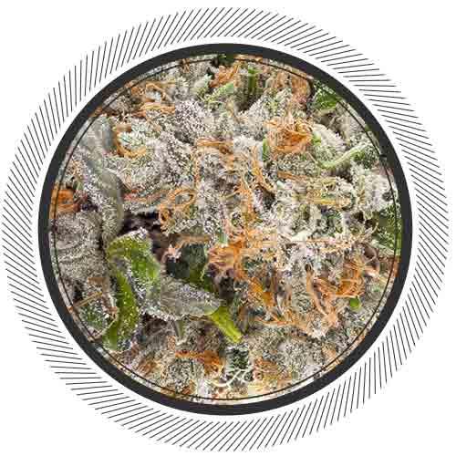 getwhitepalm's tweet image. &quot;Greasy&apos;&quot; Pink Bubba will be your new favourite flower... and it&apos;s back in stock baby! Save her for evening use... or if you simply just want to get absolutely lifted mid day. We have to wait 3-4 months whenever we sell out because it&apos;s grown in small batches | THC: 31% | CBD: 4%
