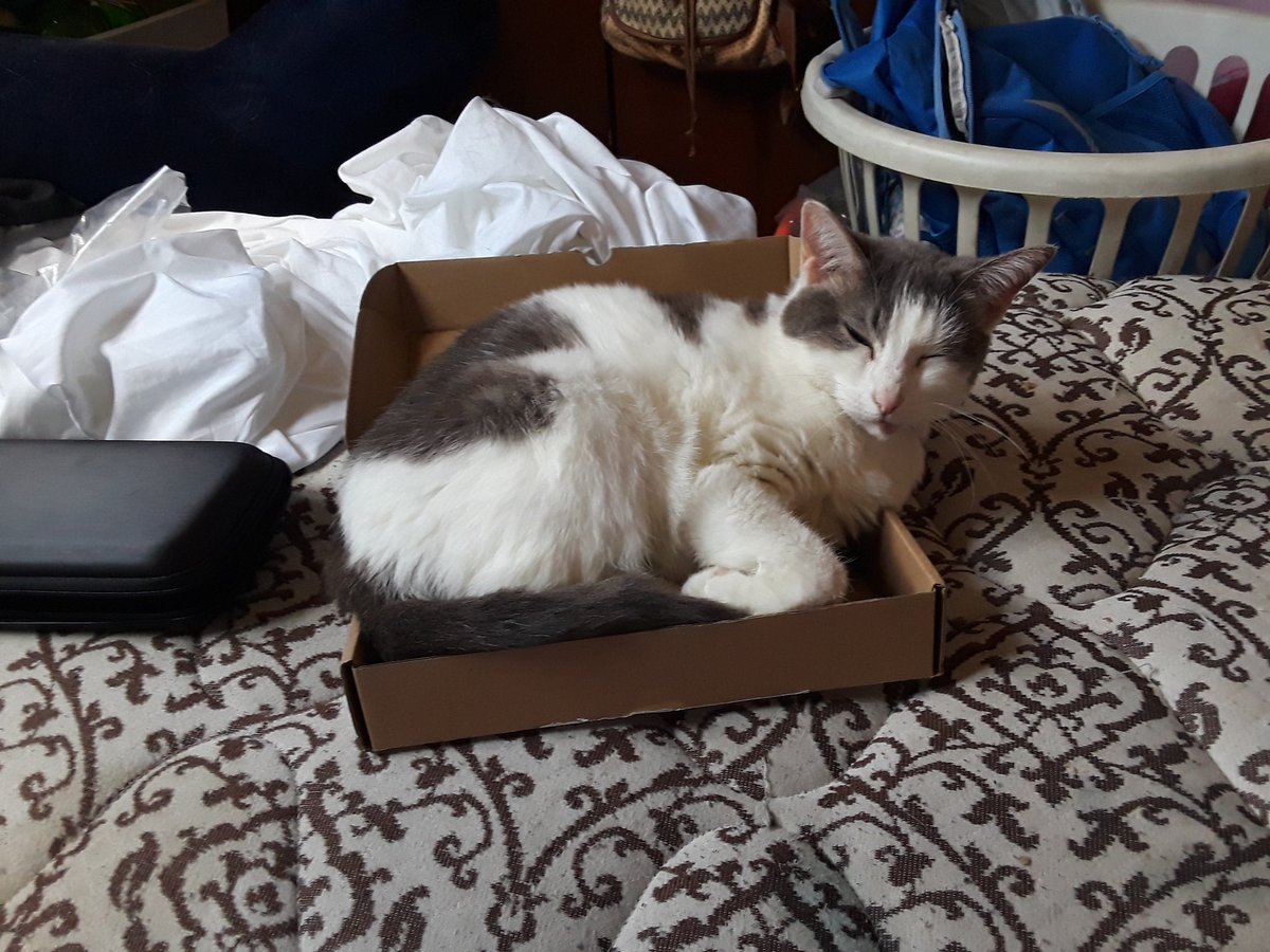 ScalePhoenix's tweet photo. Amazon days are the best days! Just ask Cloud! #Cat #Kitty #Amazon #WhataGoof #IfItFits #ItSits https://t.co/ZfMzcNDbtg