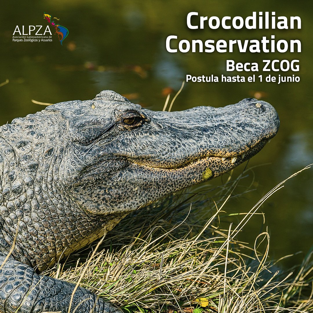 ALPZA_Zoos's tweet photo. ¿Trabajas con cocodrilos en tu zoológico? ¡ Entonces la #beca Ellen Trout Zoo Crocodilian Conservation de #ZCOG te está esperando! 🐊 ¡Las postulaciones finalizan 1 de julio! 😉
Para más información visita https://t.co/Tx2dbwZr6x #Scholarship #Zoo #Animals https://t.co/YtD7BD5OJ0