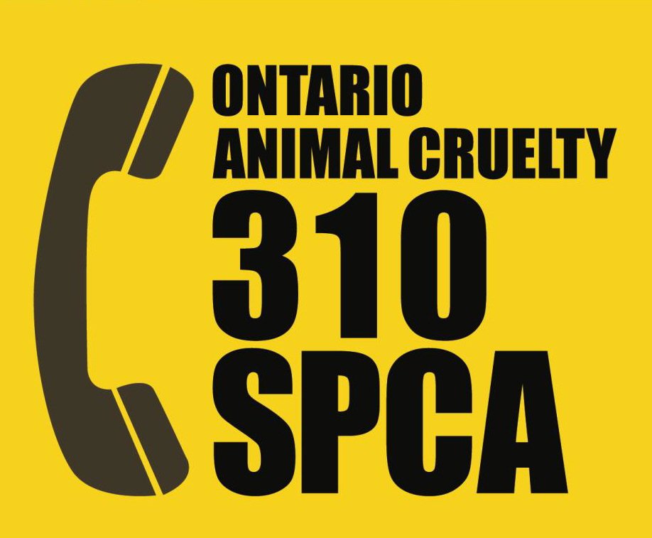 OntarioSPCA's tweet photo. A dog’s body temp is about 39°C and at a temp of 41°C they suffer the risk of brain damage &amp; even death. #NoHotPets https://t.co/FFGnXk9S4x https://t.co/nPS6LQkwsf