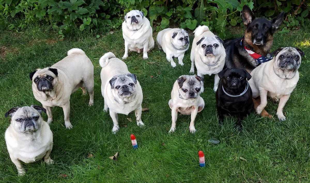 pugpartyplusone's tweet photo. Its #NationalBombPopDay! Sit back and relax while we work on the video!
#pug #pugs #pugpartyplusone #gsd #germanshepherd #owenandchloe #bombpopday #bomppopsicle #popsicle #rocketpop #rocketpopsicle #firecrackerpopsicle #firecracker https://t.co/sIE9WliZ7F