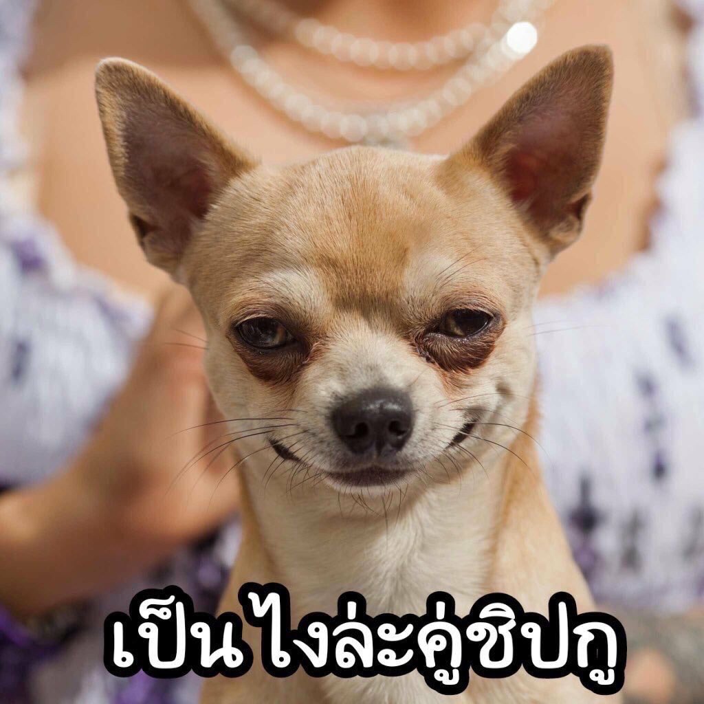 ม้าคคค tweet media