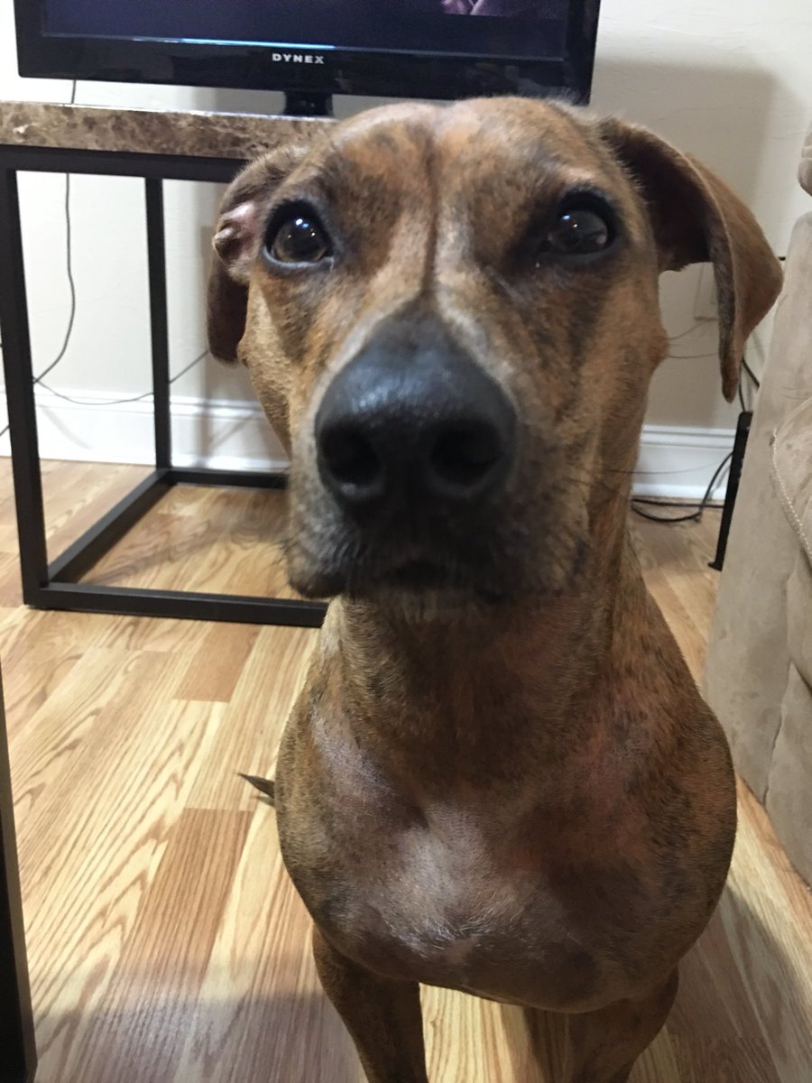 alex_hines's tweet image. Is it weird that I get more excited for movie nights with my dog than I do actual people? #1man