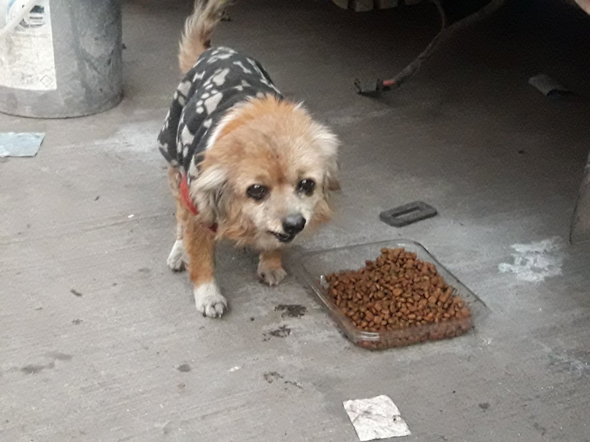 En Adopcion viejita mestiza de Chiguagua pequeña busca una familia que le entrege mucho cariño y no vuelva a las calles ayudame a difundir para encontrar un hogar