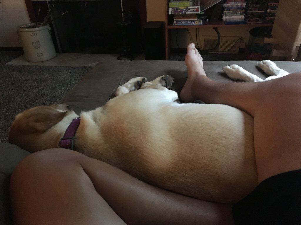 relyTretsbeW's tweet photo. This pup just can’t be away from her papa. #MansBestFriend https://t.co/7ILUSNjqWk