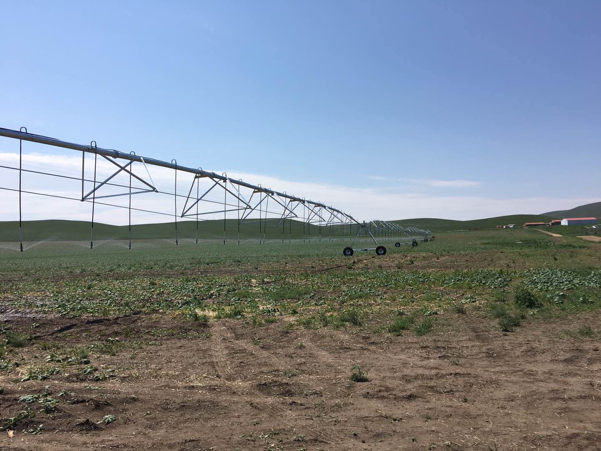 MapleYu7's tweet image. 