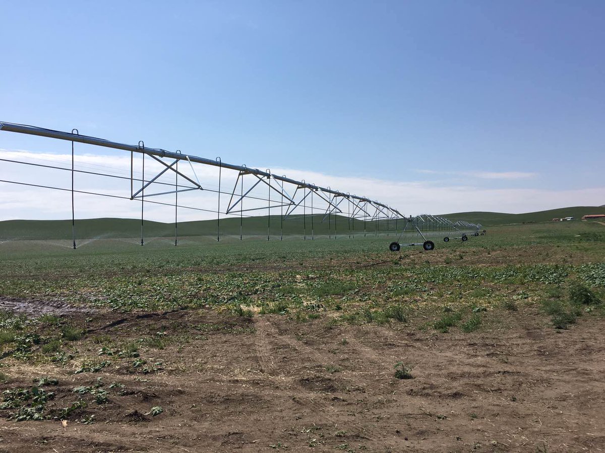 MapleYu7's tweet image. 