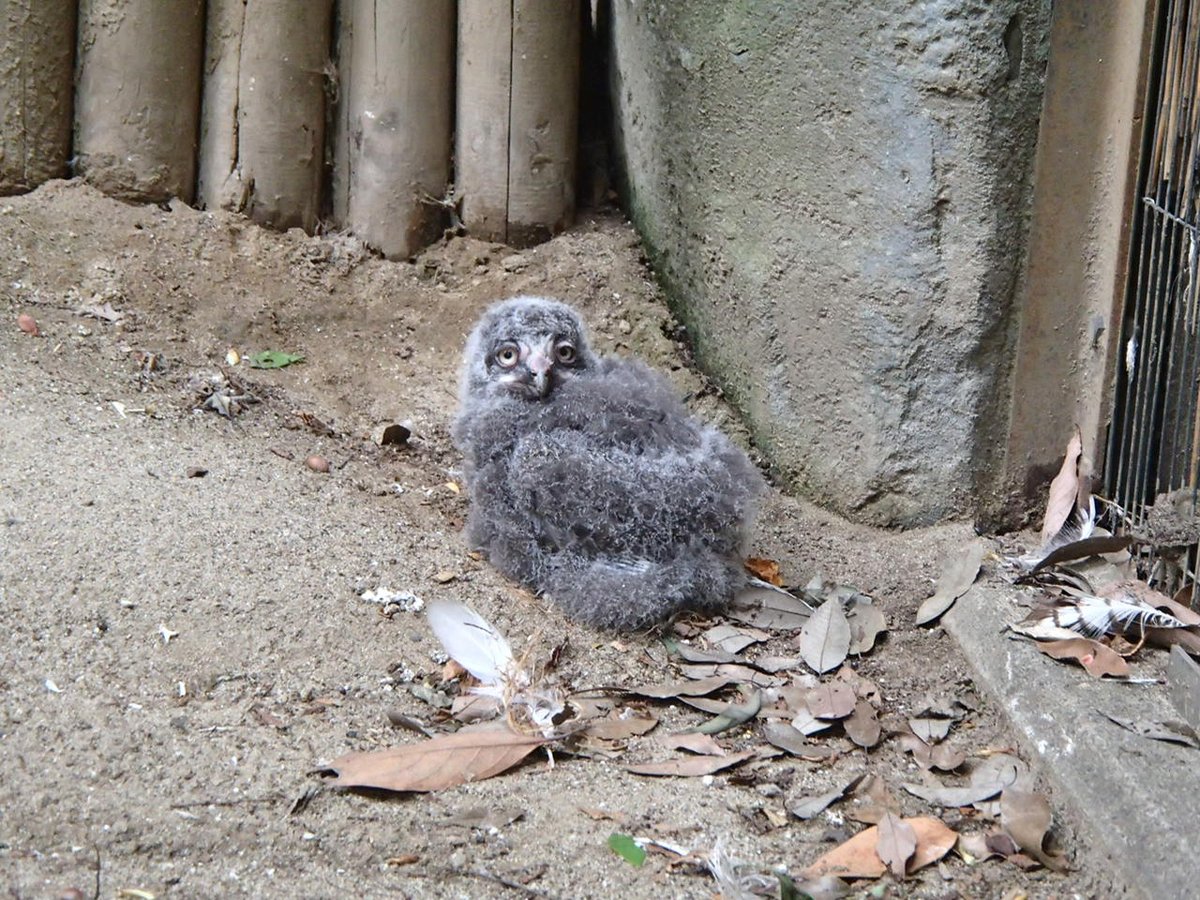 Uzivatel 上野動物園 公式 Na Twitteru 東園 猛禽舎のシロフクロウペアが子育て中です 4月末に交尾し 5月初旬には産卵しているのを確認しました その後 抱卵しているメスにせっせとオスが餌を運んでいる様子がみられましたが 6月24日頃からヒナが巣から出