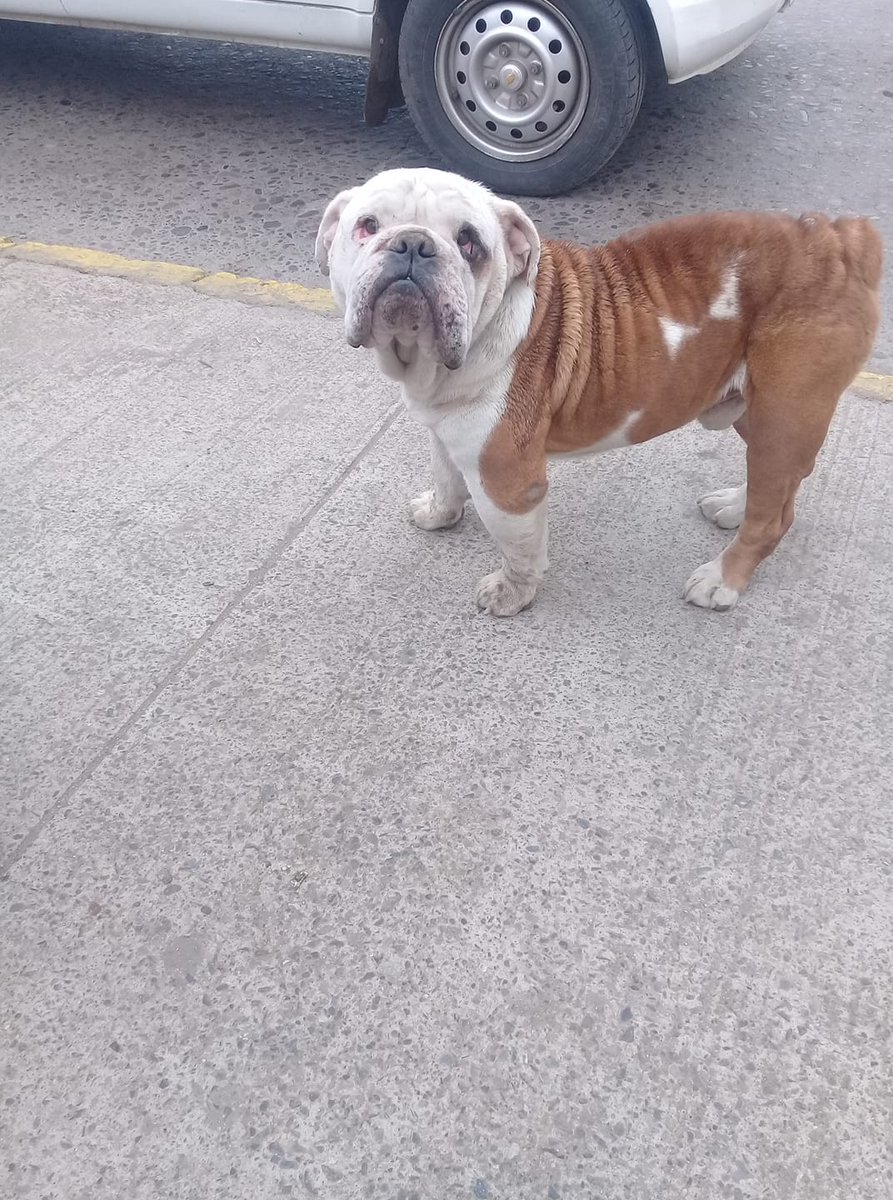 Pasó el dato por si alguien o su dueñ@ lo busca. 😩😩😢
Esta es la dirección: 
Calle Concepción 1050, 
Ciudad: Quillota, Región de Valparaíso