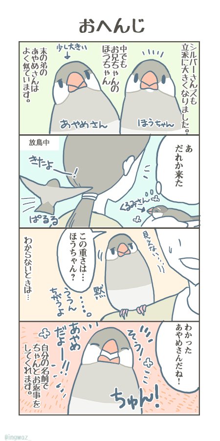 おへんじ。とてもいい声でお返事してくれます。

#buncho #javasparrow #文鳥 