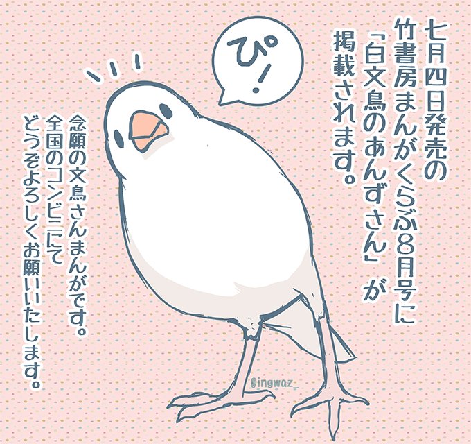 【おしらせ】7/4発売の竹書房まんがくらぶ8月号に「白文鳥のあんずさん」が掲載されます。白文鳥の男の子が主役の、念願の文鳥さん漫画です!全国のコンビニにて発売されますので良かったら応援どうぞよろしくお願いいたします #buncho #javasparrow #文鳥