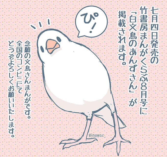 【おしらせ】7/4発売の竹書房まんがくらぶ8月号に「白文鳥のあんずさん」が掲載されます。白文鳥の男の子が主役の、念願の文鳥さん漫画です!全国のコンビニにて発売されますので良かったら応援どうぞよろしくお願いいたします  #buncho #javasparrow #文鳥 