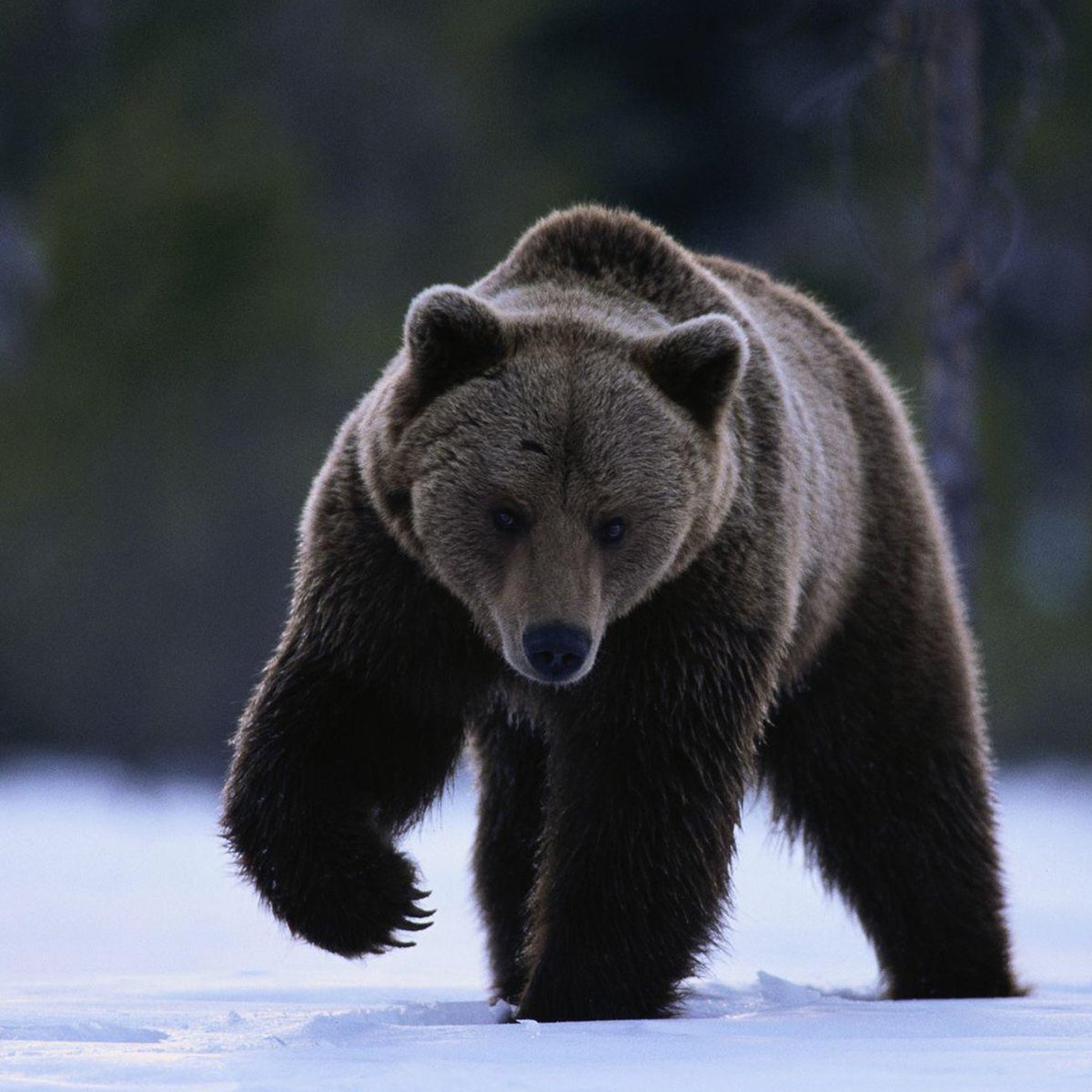 ecd_RS's tweet photo. Ovogodišnji kripto bear market (padajući tržišni ciklus) nije toliko ozbiljan kao onaj koji se odigrao 2014. godine #kriptovalute #bitkoin #blokčein https://t.co/WZLeQ424dH https://t.co/nViRYuhy72