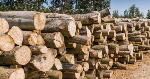 Membasmi Kumbang Bubuk Pada Kayu Karet pengawetan.com/membasmi-kumba…