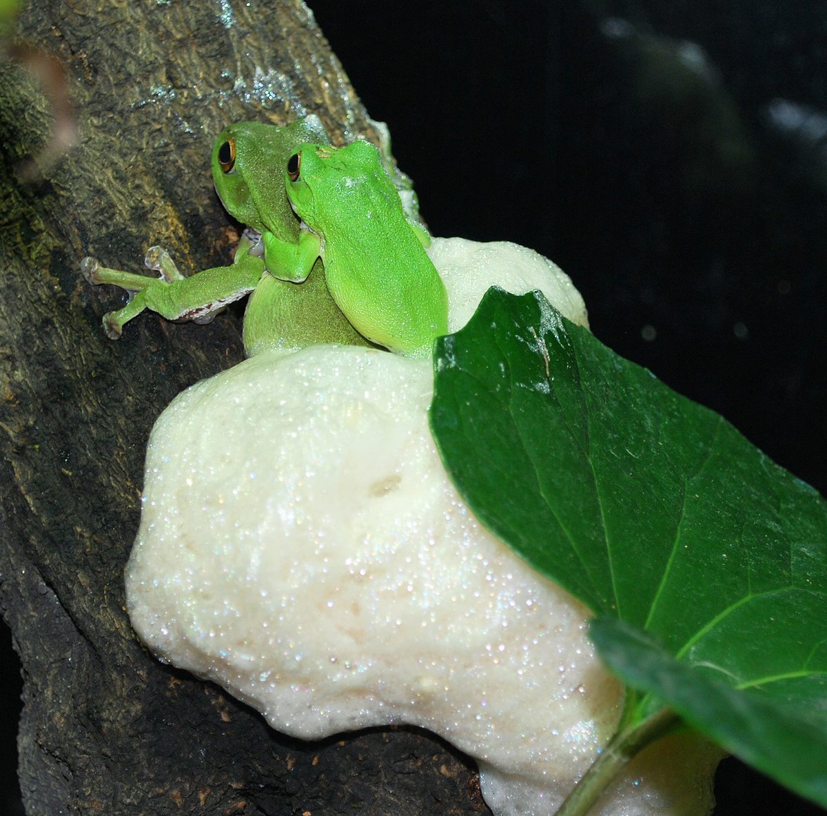 上野動物園 公式 على تويتر 白い泡につつまれた卵 6月28日 モリアオガエルが産卵しました 順調に行けば 2週間ほどでふ化します 両生爬虫類館でご覧になれます お早めに
