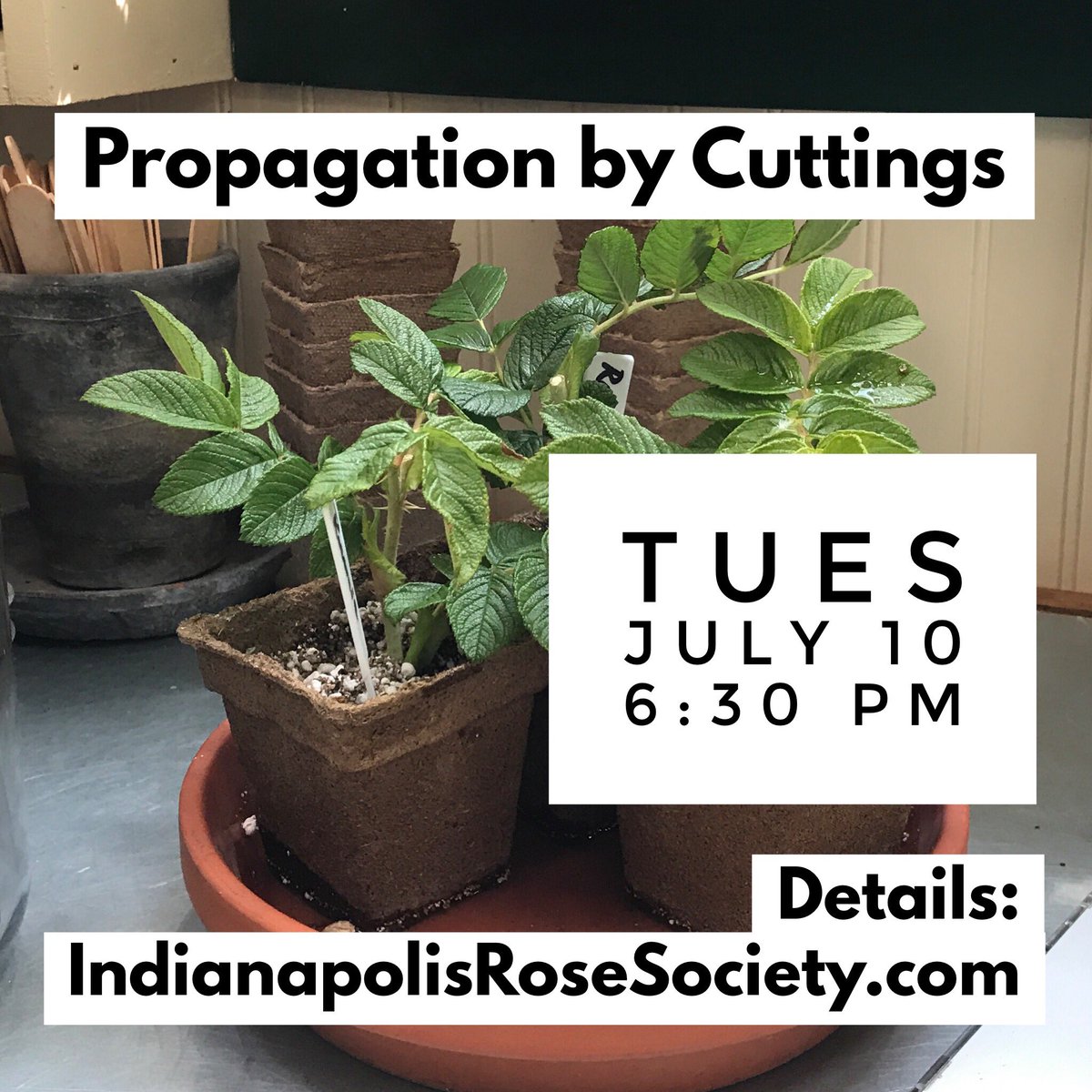 Open to the public ... come join us! #rosechat #indianapolis #hobby #gardening