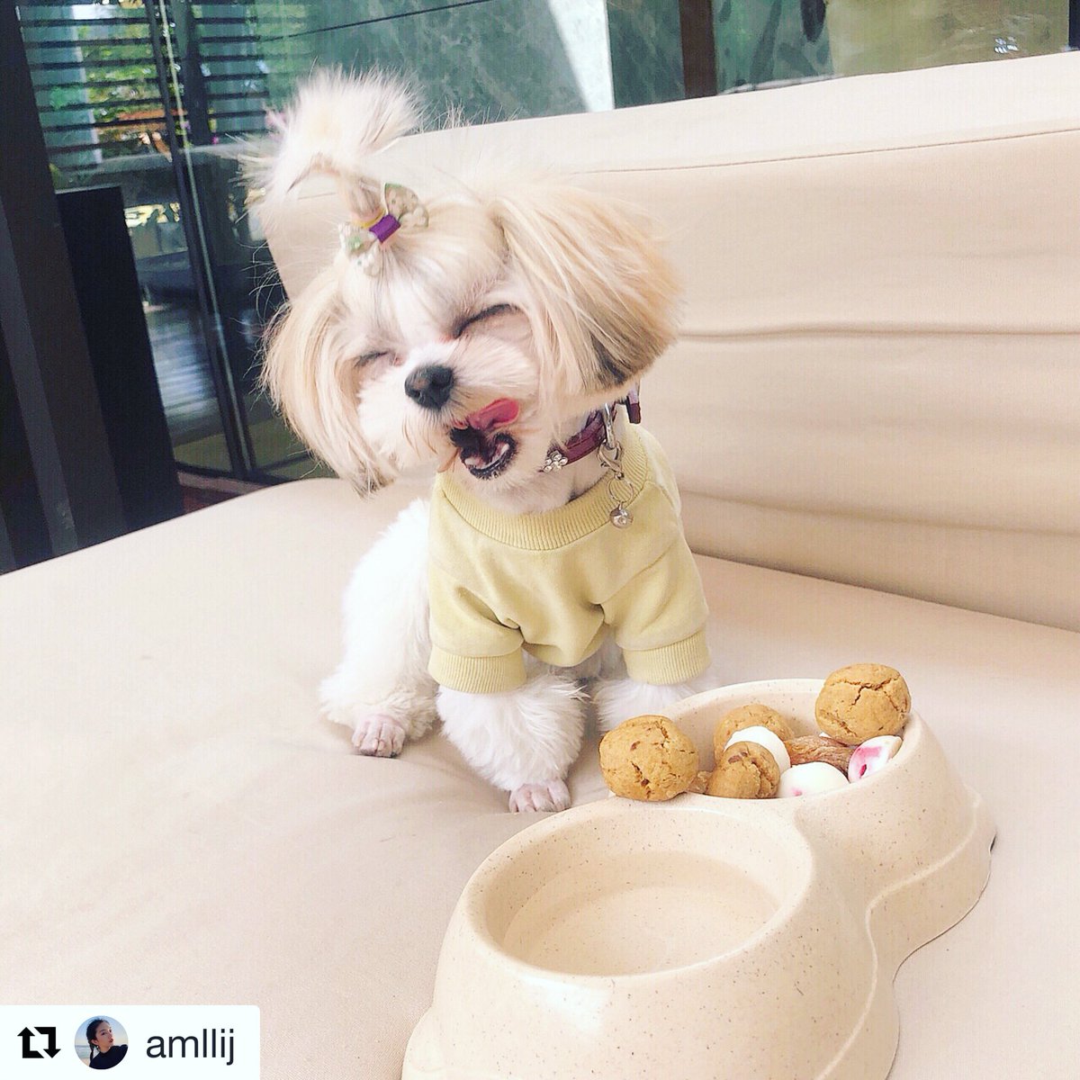 MO_PUDONG's tweet photo. #Yummy ... #ImAfan!
#Repost from @amllij
We love our furry Fans!
#MOfacts #MOdetails #fun #happy #puppy #puppylove #puppyday #dogprogram #mandarinorientalshanghai #spring #springlove #picoftheday #photooftheday #doggy #dogstagram #dogfriendly #doginstagram #dogphotography https://t.co/jvA18c1aFc