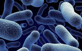 Infectiousdis2's tweet photo. The Tsetse Flies Intestinal #Microflora.
@Infectiousdis2 
For more details : Visit Journal of Infectious Diseases &amp; Immune Therapies Home Page https://t.co/mqmyHWFffL