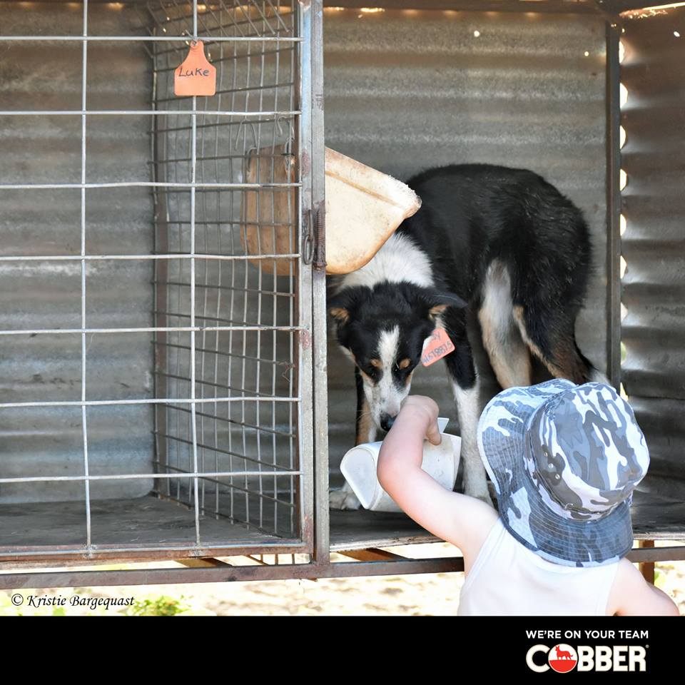 cobberchallenge's tweet photo. 2017 #CobberChallenge competitor, James Bargenquast, said the whole family was checking up on Ruby's results every day! Apply for this year's challenge here: https://t.co/ojkOIddNDC https://t.co/IQdptwHWPJ