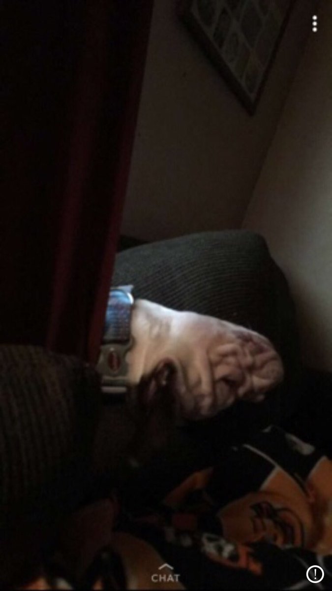 bulldog_lou's tweet image. #Exercise #WindowDog