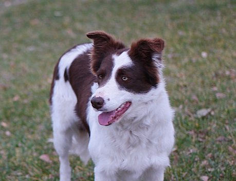 bordoodles's tweet photo. At Mountain Rose,we raise a variety of sizes Miniature, small, medium, and standard!Click on the "upcoming litters" page on our site(https://t.co/B8nC3n49HL) &amp; find the perfect sized pup for you! This is Lil and she is due at the end of next month!Her pups will be Standard sized! https://t.co/eahPlTWAOu