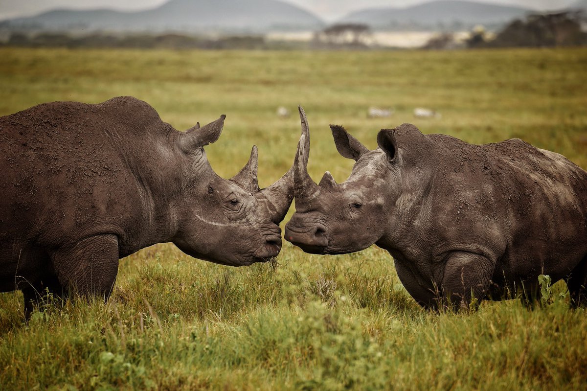 A couple of white Rhinos having a little kiss. 