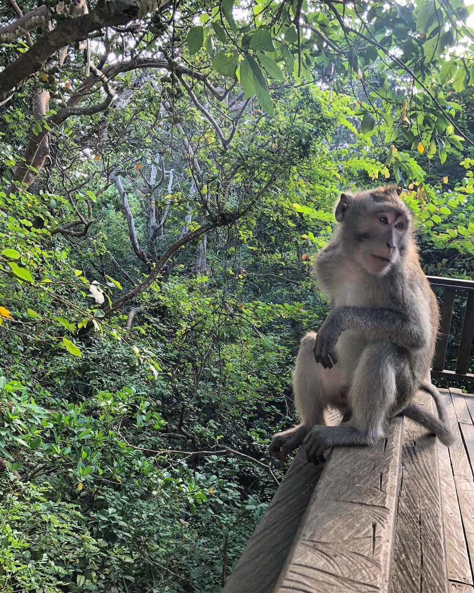 TravelWithRicky's tweet image. Bali is awesome 🇮🇩