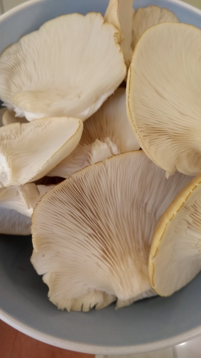 Wirral Mushrooms tweet media