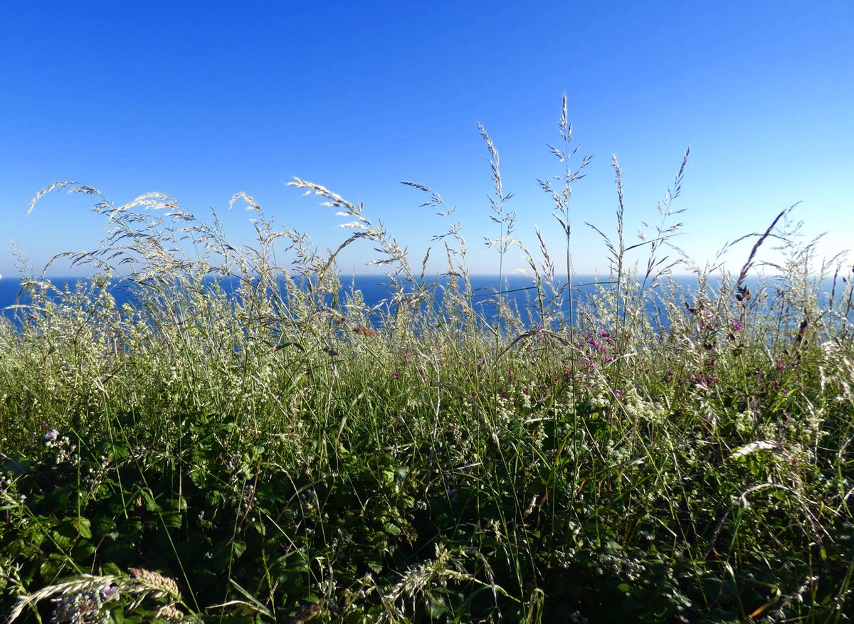 CliffsideKatie's tweet image. another cracker 👌🏻 #summer #swcoastpath