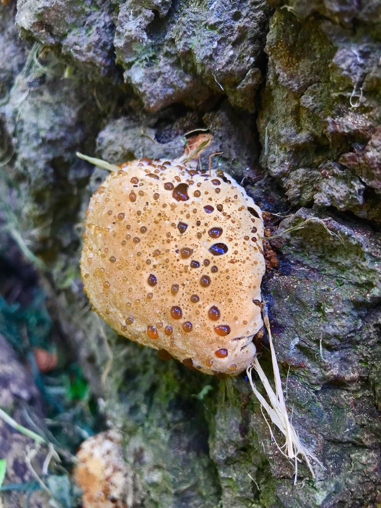 royal_forestry's tweet photo. via@LockhartGarratt
#Inonotusdryadeus, commonly known as #oakbracket, #wartedoakpolypore, #weepingpolypore or #weepingconk 📸: Arboricultural Consultant, Steve Westmore #fungifriday #fungi #fungus #fungiphotography #mycology https://t.co/hb1130yMaC