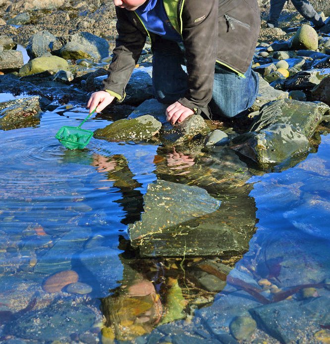 Next Wednesday, 4th July, you can join the <a href="/Aberdeenshire/">Aberdeenshire Council</a> Council Buchan Ranger to go Rockpooling at Gadle Braes from 3.30 – 5.00pm, part of the #Energetica Summer Festival. Booking is essential. Visit energetica.scot/festival2018 for further information.