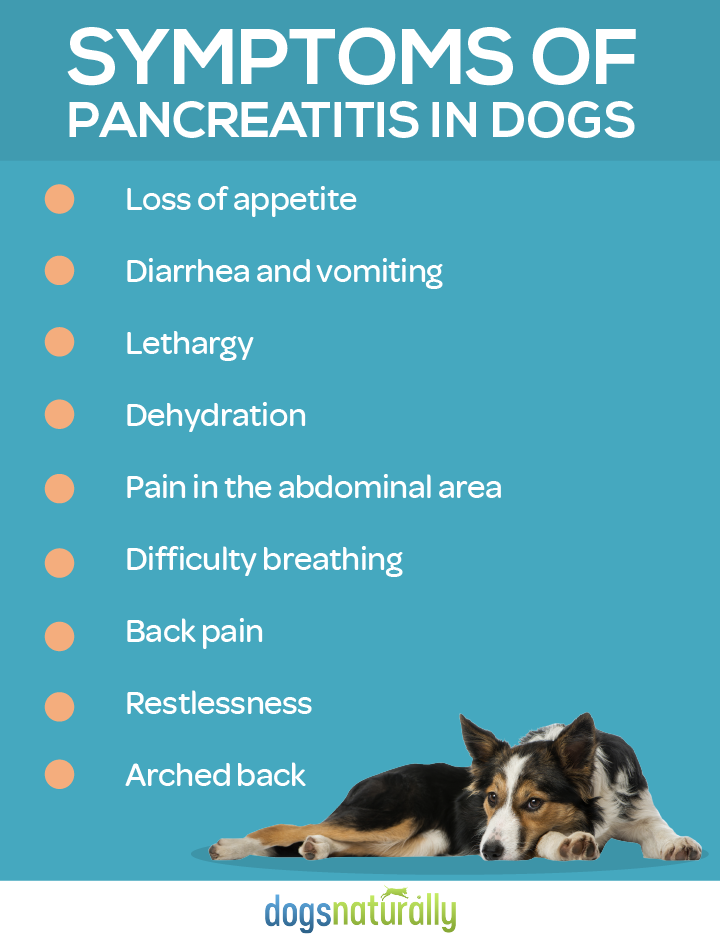What Are The Signs Of Pancreatitis In Dogs