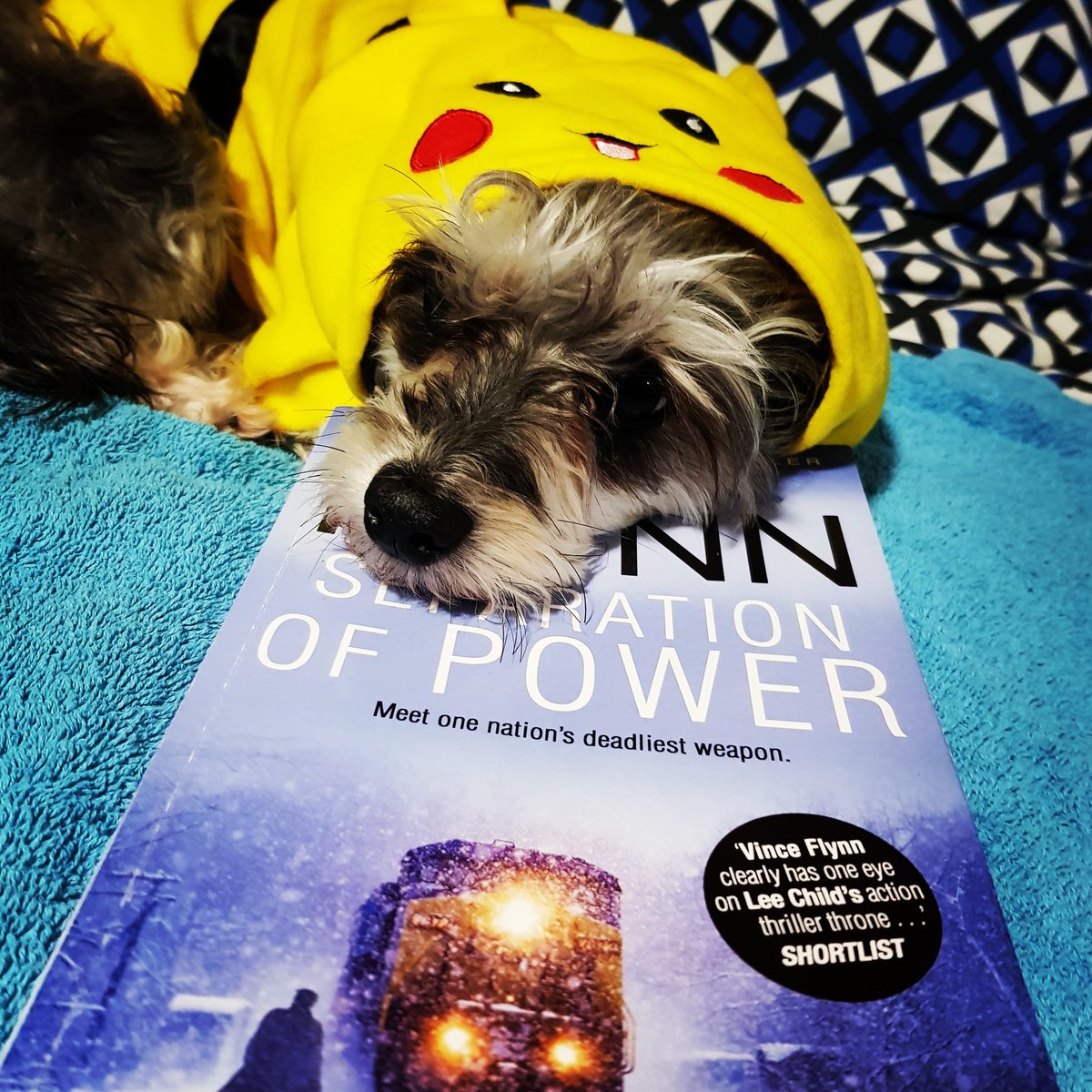 LivvyNicklaus's tweet photo. The little #pokemon pikachu does not want to hand over the book #books #bibliophile #bookworm #writereadrepeat #moodle #dog #currentlyreading #readinglist #ilovebooks #reader #booklover #instabooks #literature #procrastination #bookshelf #fiction #booknerd #puppy #bookphotography https://t.co/7bKUiUVdvd